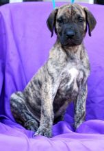 Home raised and pretty cute Great Dane puppies for homing