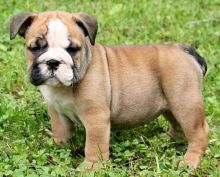 Lucy is a handsome English Bulldog puppy