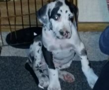 magnificent Great Dane puppies for loving homes