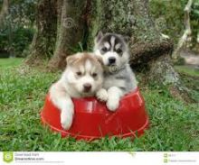 Male and Female Siberian Husky Pups (443) 453-5711