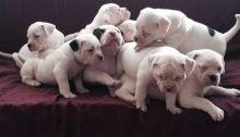 Matey american bulldog puppy