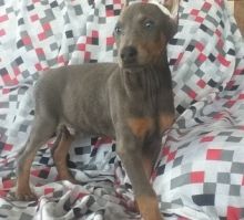 Nicely raised Doberman Pinscher puppies for loving homes