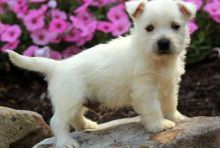Polka Dot west highland terrier puppy