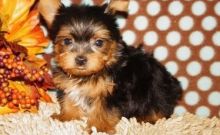 Proudly raised Yorkies for sale