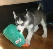 Siberian Husky Puppies Blue eyes Ready (443) 453-5711