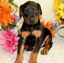 Smiling Doberman Pinscher puppies for sale