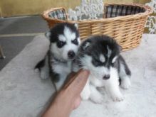 Straight up Blue Eyes Siberian Husky Puppies For Sale (443) 453-5711