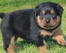 Stunning Rottweiler puppies ready to go now