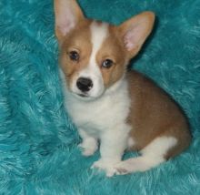 Very good and strong Pembroke Welsh Corgi puppies for sale