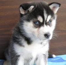 Well Trained Siberian Husky Pups for Adoption (443) 453-5711