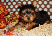 Yorkie puppies for loving homes