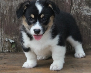 9 beautiful and attractive Pembroke Welsh Corgi puppies for sale Image eClassifieds4u