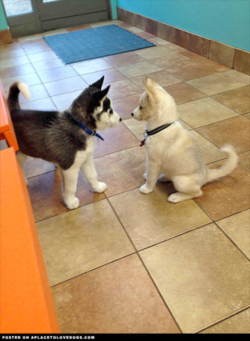 Affectionate Blue Eyes Siberian Husky (443) 453-5711 Image eClassifieds4u
