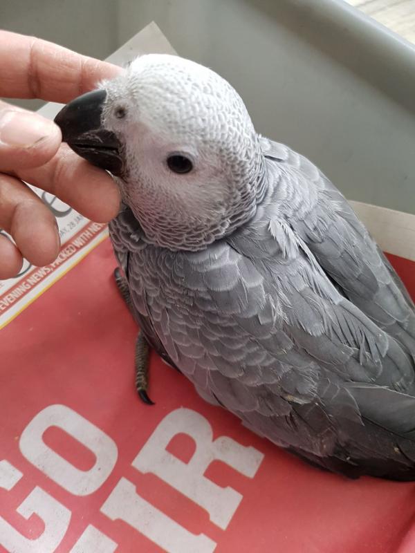 African grey parrots tame talking with cage and accesories amandalucys1@gmail.com Image eClassifieds4u