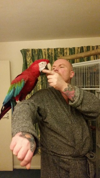 Green Winged Macaw//amandalucys.1@gmail.com Image eClassifieds4u