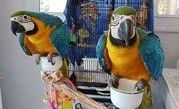 Blue And Gold Macaw With Large Cage//amandalucys.1@gmail.com Image eClassifieds4u