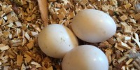Fresh Fertile Parrots Eggs And Parrots For Sale//amandalucys1@gmail.com Image eClassifieds4u
