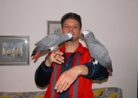 Cute male and female African grey for sale//amandalucys1@gmail.com Image eClassifieds4u