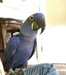 2//african grey parrots//amandalucys1@gmail.com Image eClassifieds4u