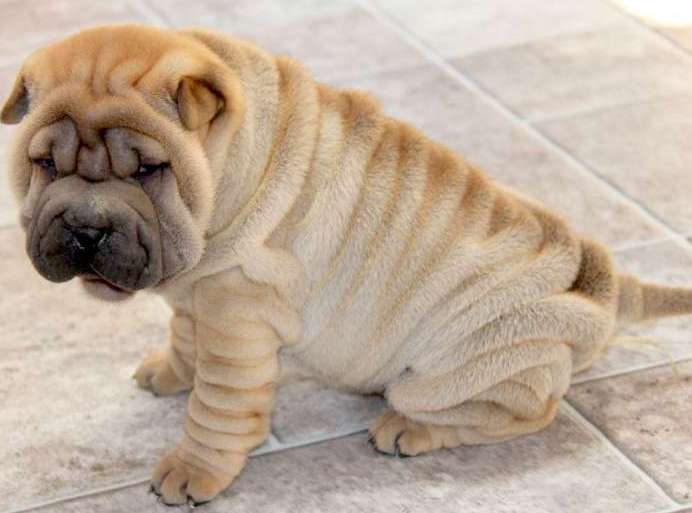 Bethany chinese shar pei puppy Image eClassifieds4u