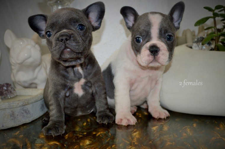 Blue Tan Sable Frenchie Puppies Ready Now! Image eClassifieds4u