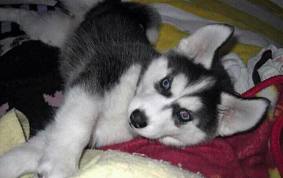 Charming Siberian Husky Puppies for Sale (443) 453-5711 Image eClassifieds4u