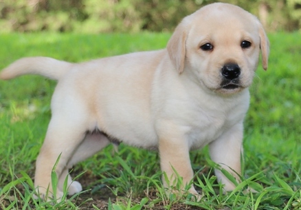 Cream white, Yellow, Brown etc 100% Labrador Retriever puppies for sale Image eClassifieds4u