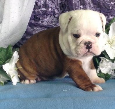 English Bulldog puppies for sale Image eClassifieds4u