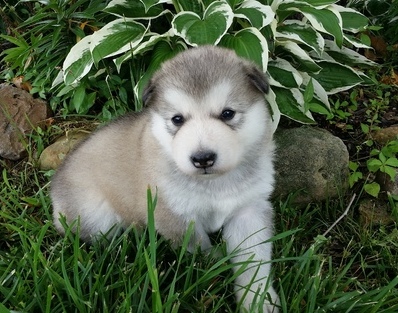 Gorgeous Alaskan Malamute puppies for loving homes Image eClassifieds4u