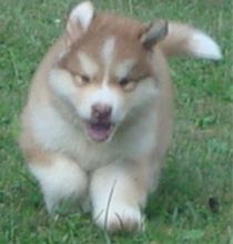 Alaskan Malamute puppies Image eClassifieds4U