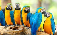 African Grey Parrots!//amandalucys1@gmail.com Image eClassifieds4U