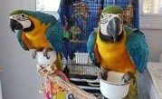 Blue And Gold Macaw With Large Cage//amandalucys.1@gmail.com Image eClassifieds4U