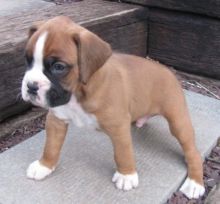 Boxer loving puppies for sale Image eClassifieds4U