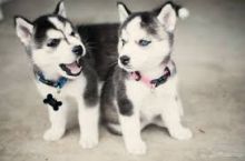Charming Siberian Husky Puppies for Sale (443) 453-5711 Image eClassifieds4u 2