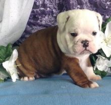 English Bulldog puppies for sale Image eClassifieds4U