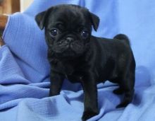 Honest Pug puppies for sale now Image eClassifieds4U
