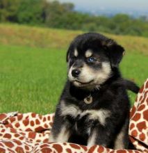 Hunter goberian puppy Image eClassifieds4U