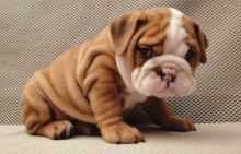 Magnificent English Bulldog puppies for loving homes Image eClassifieds4U