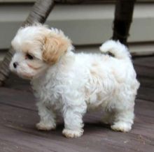 Peaches is a charming Cava-Tese Image eClassifieds4U