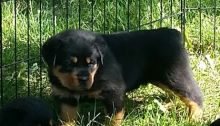 Qualitative home raised Rottweiler puppies for sale Image eClassifieds4U