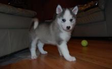 Siberian Husky (443) 453-5711 Image eClassifieds4u 1