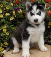 Siberian Husky Puppies Blue eyes Ready (443) 453-5711 Image eClassifieds4u 2