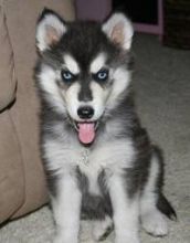 Well Trained Siberian Husky Pups for Adoption (443) 453-5711 Image eClassifieds4u 2