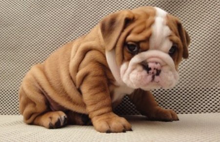 Magnificent English Bulldog puppies for loving homes Image eClassifieds4u