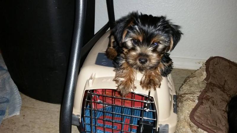Male and female Yorkie puppies for pet lovers. Image eClassifieds4u