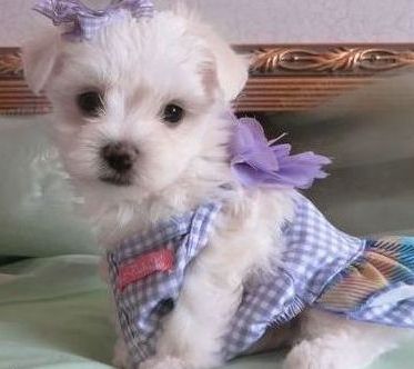 Maltsese puppies for sale Image eClassifieds4u
