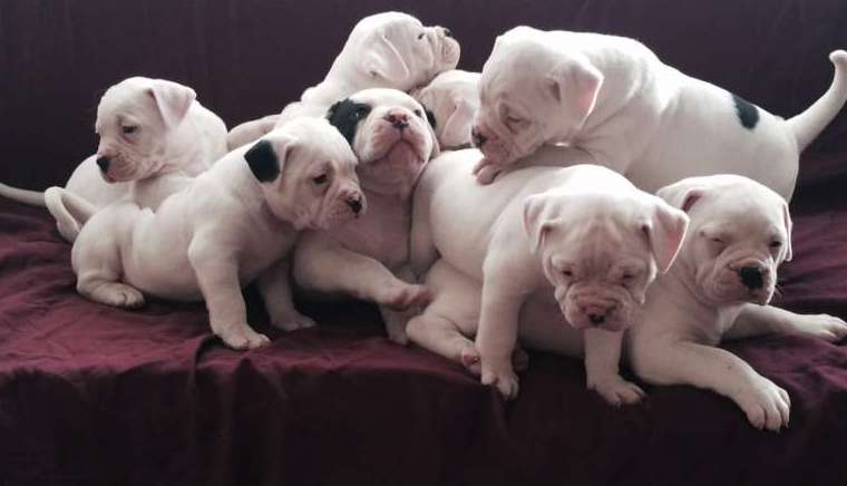 Matey american bulldog puppy Image eClassifieds4u