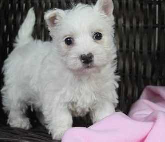 Most pleasant West Highland terrier puppies for sale here Image eClassifieds4u