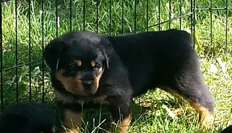 Qualitative home raised Rottweiler puppies for sale Image eClassifieds4u