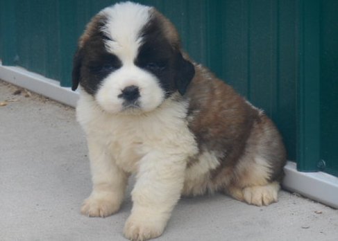 Saint Bernad 7 puppies available Image eClassifieds4u